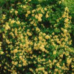 Vibrant Yellow Rose Wall Mural