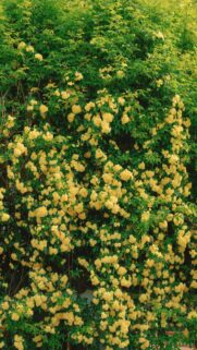 Vibrant Yellow Rose Wall Mural