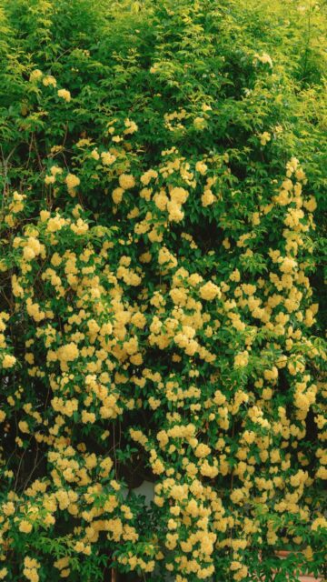 Vibrant Yellow Rose Wall Mural