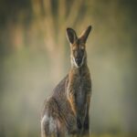 Misty Morning with a Wallaby