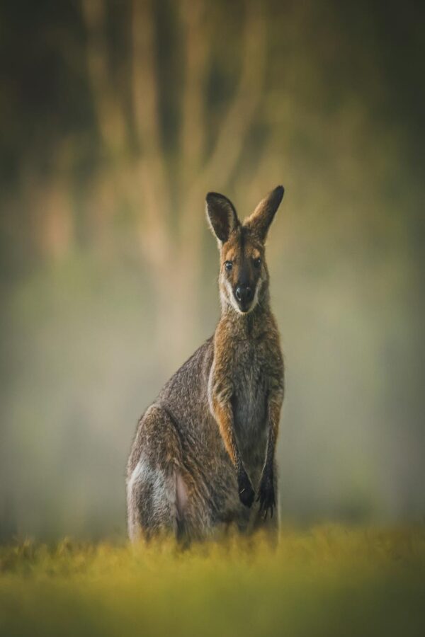 Misty Morning with a Wallaby
