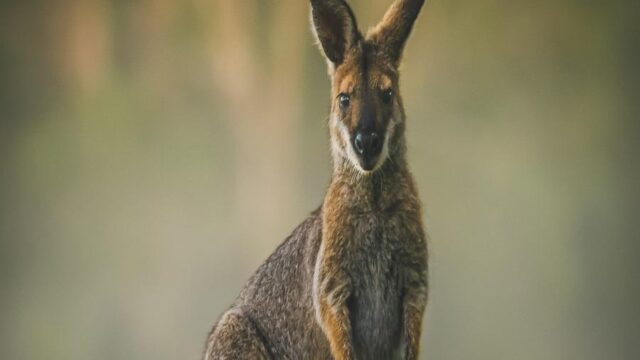 Misty Morning with a Wallaby