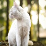 serene-whit-cat-on-a-rock-outdoors-mobile-wallpaper