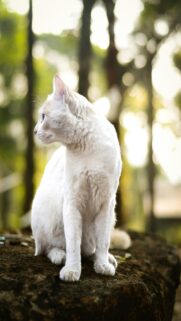 serene-whit-cat-on-a-rock-outdoors-mobile-wallpaper