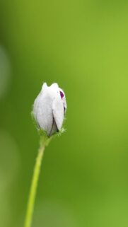 white-flower-bud-mobile-wallpaper