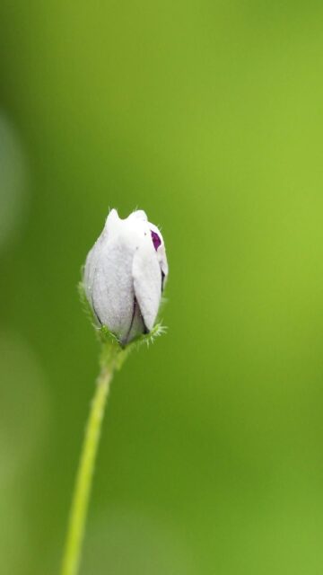 white-flower-bud-mobile-wallpaper