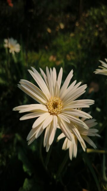 white-gerbera-daisy-blooms-in-sunlight