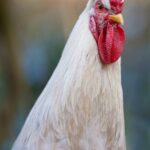 Proud White Rooster Red Comb Wattle