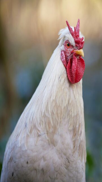 Proud White Rooster Red Comb Wattle