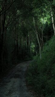 Winding Dirt Road Through Dense Dark Forest