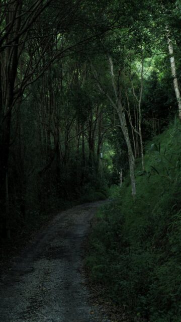 Winding Dirt Road Through Dense Dark Forest