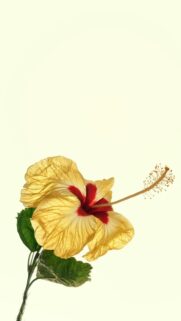 yellow-hibiscus-flower-red-center-mobile-wallpaper