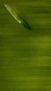 Abstract Green Motion Blur Wallpaper