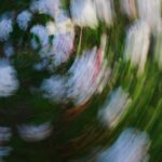 Vibrant White Blooms in Motion