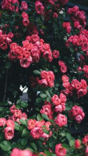 Pink Roses Blooming on Dark Green Bush