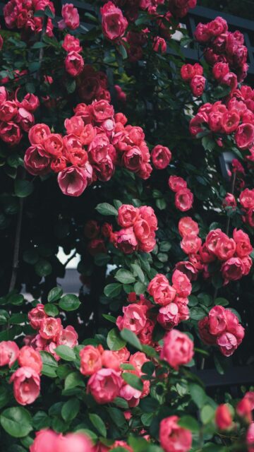 Pink Roses Blooming on Dark Green Bush