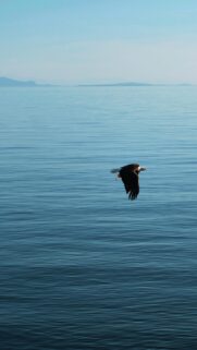 An Eagle Soars Over The Tranquil Ocean – Free 4K HD Download