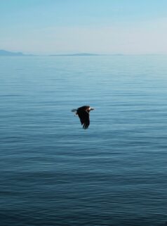 An Eagle Soars Over The Tranquil Ocean – Free 4K HD Download