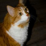 Orange and White Cat Looking Up Curiously