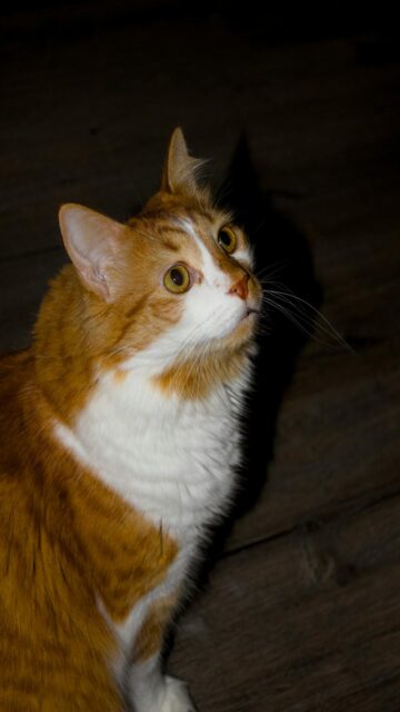 Orange and White Cat Looking Up Curiously