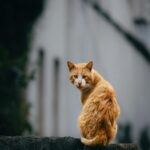Vibrant Orange Feline on Brick Wall