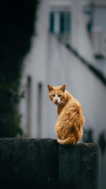 Vibrant Orange Feline on Brick Wall