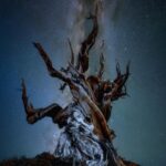 Starry Night Sky with Ancient Tree