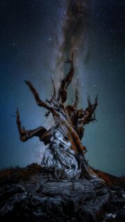 Starry Night Sky with Ancient Tree