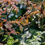 Autumn Landscapes: White Berries and Green Leaves