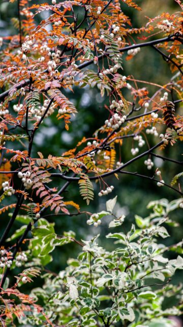 Autumn Landscapes: White Berries and Green Leaves