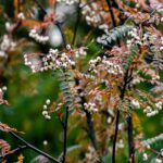 Autumn's Vibrant Colors: White Berries & Orange Leaves