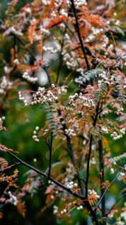 Autumn’s Vibrant Colors: White Berries & Orange Leaves