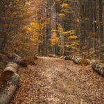 Autumn Forest Path with Fallen Leaves and Logs