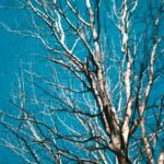 Serene Blue Skies with Bare Tree Branches