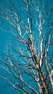 Serene Blue Skies with Bare Tree Branches