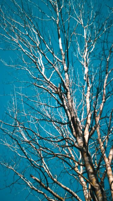 Serene Blue Skies with Bare Tree Branches