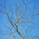 serene-blue-skies-and-naked-tree-branches