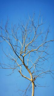 serene-blue-skies-and-naked-tree-branches