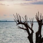 Serene Scene: Bare Tree by Water with Overturned Boat