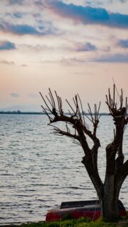 Serene Scene: Bare Tree by Water with Overturned Boat