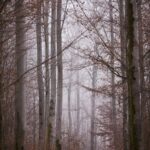 Misty Morning in the Woods