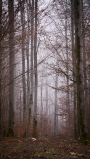 Misty Morning in the Woods