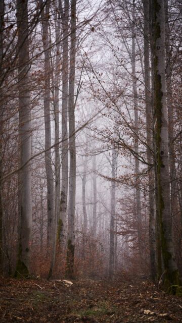 Misty Morning in the Woods