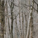 Winter Wonderland - Bare Trees in a Quiet Forest