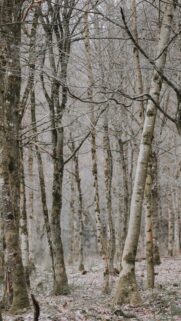 Winter Wonderland – Bare Trees in a Quiet Forest