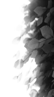 moody-leaves-mobile-wallpaper