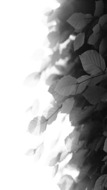 moody-leaves-mobile-wallpaper