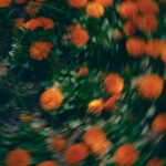 Vibrant Orange Blooms on Green Background