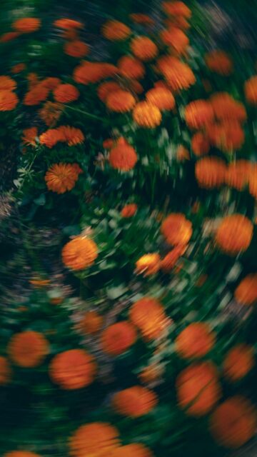 Vibrant Orange Blooms on Green Background