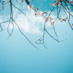 Serenity Now: Cherry Blossoms Bloom Against A Bright Blue Sky